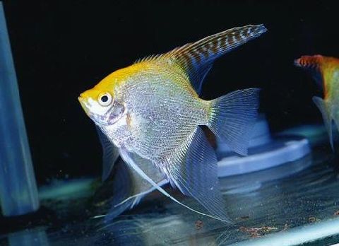 养观赏鱼小知识大全,养观赏鱼知识大全