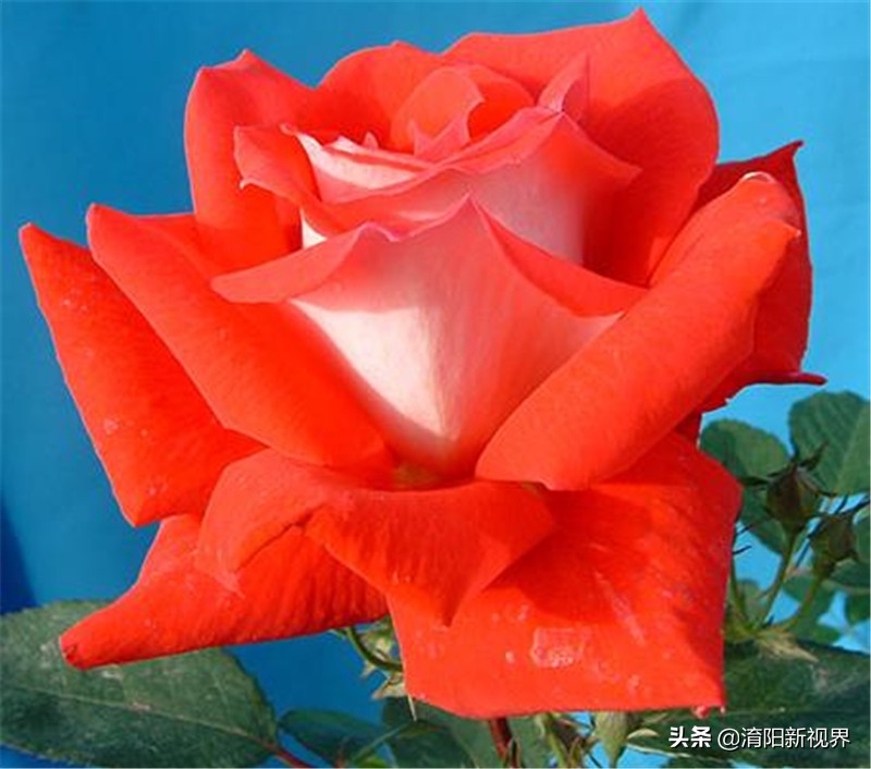 月季创新造型是什么,热门月季品种推荐图片欣赏