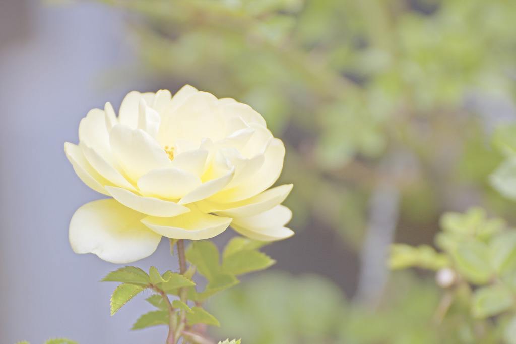 不同颜色的玫瑰代表什么花语,不同颜色玫瑰代表的寓意