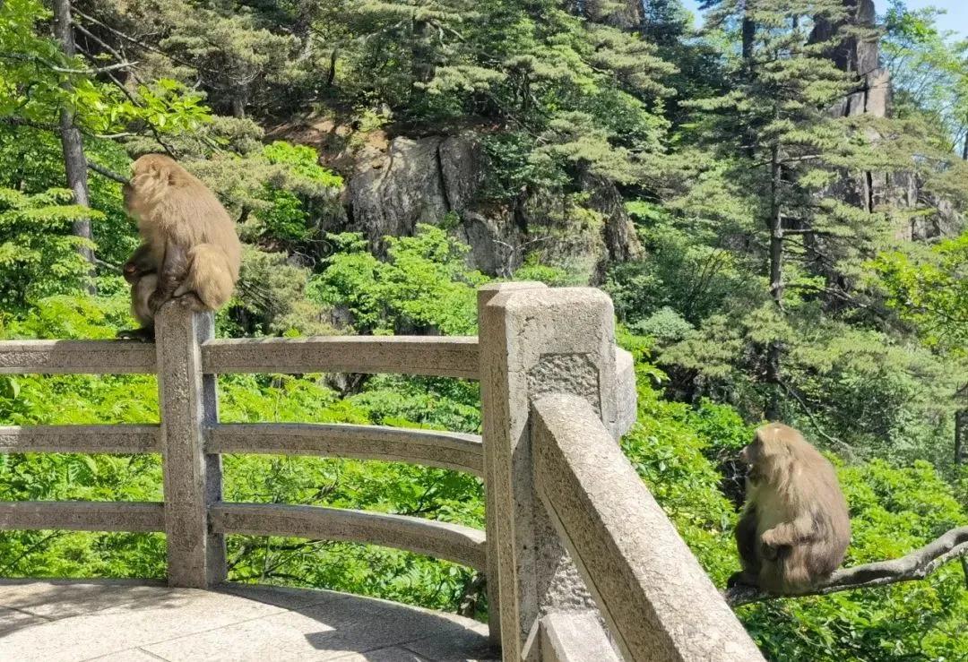 六月，来黄山寻找属于你的快乐星球！