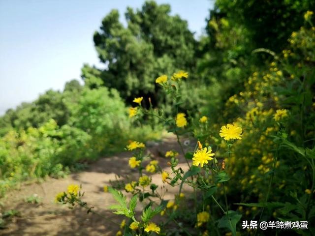 游玩北京香山公园之行,7月的北京香山公园图片