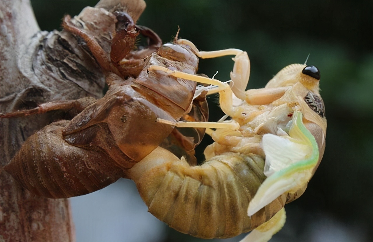知了猴吃多了对身体有坏处吗,吃知了猴对身体好不好