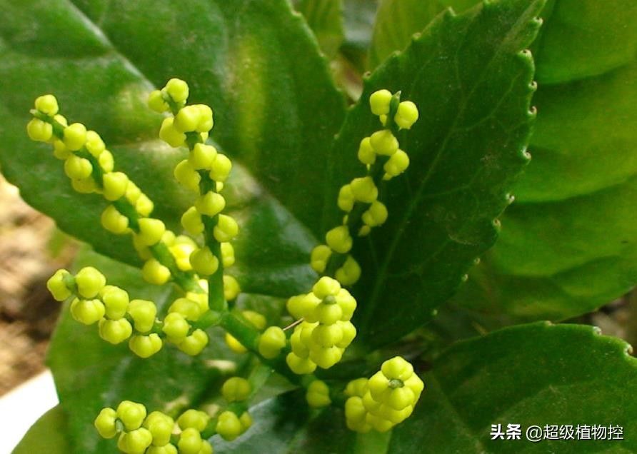 四季开花的香花植物,列举6种香花植物