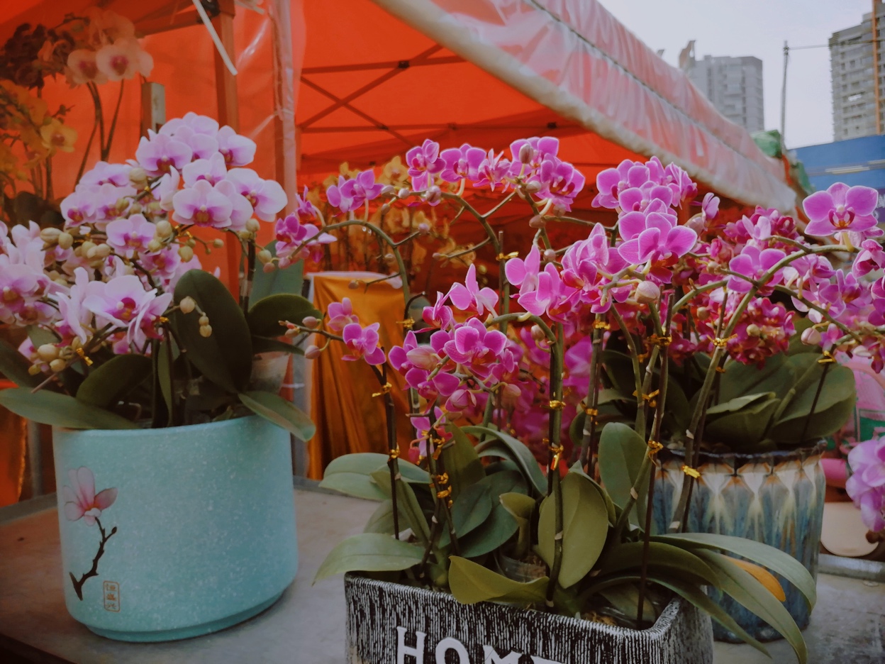 广州岭南花卉市场订花,广州岭南花卉市场攻略