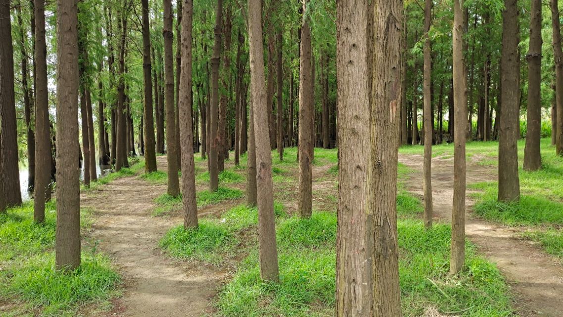 珠海井岸黄楊河湿地公园,20200927