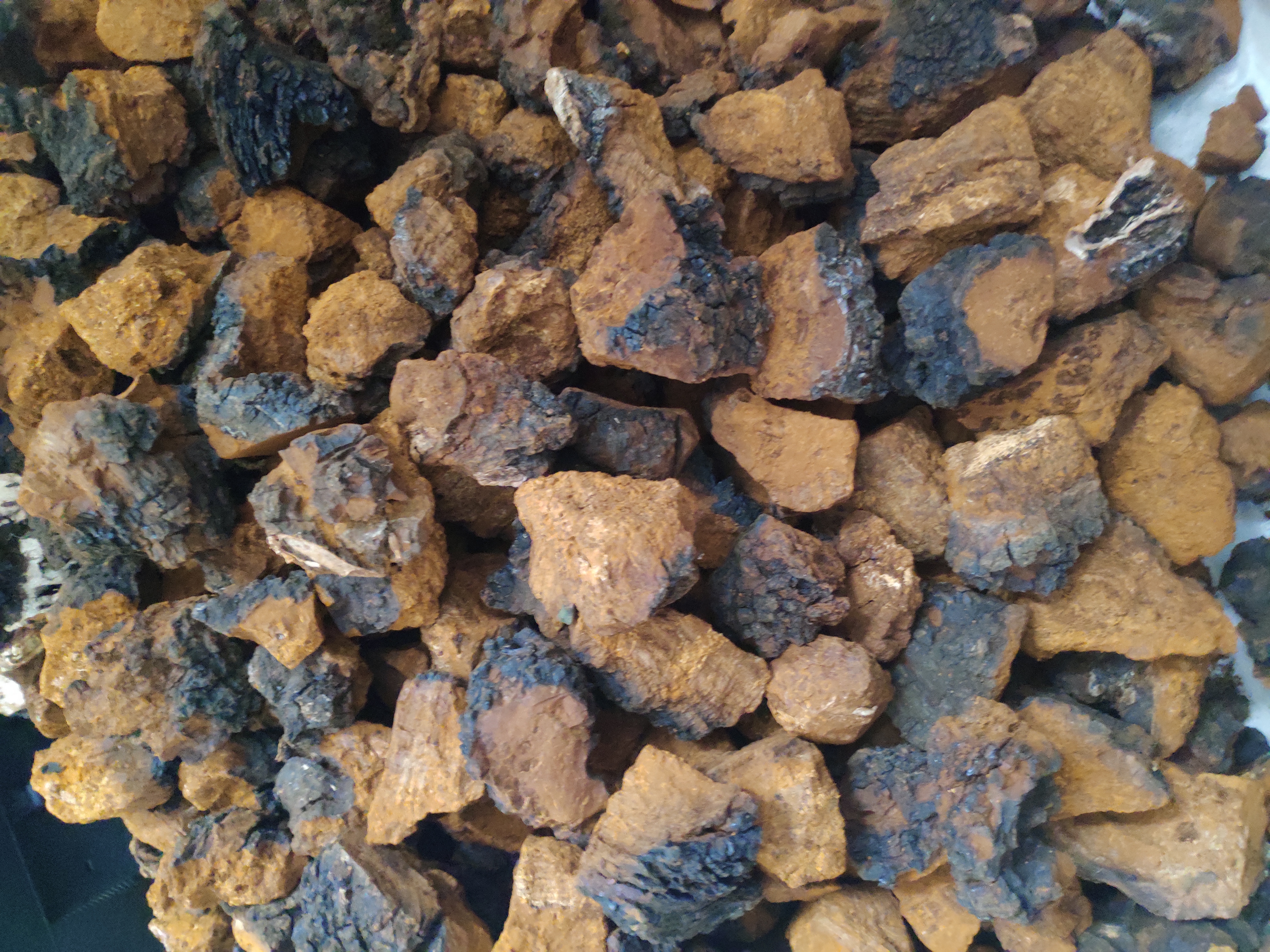 最火爆的桦树汁视频,最近很火的桦树茸