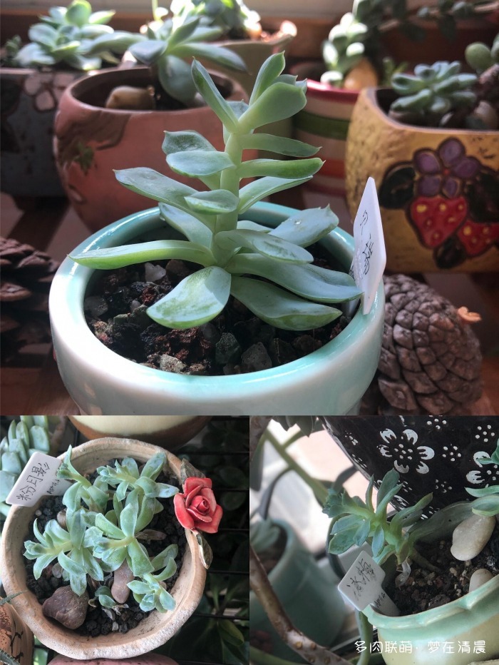 澶忚姳鏈夊摢浜涜姳,澶氳倝鏈夎姳鏈夋灉