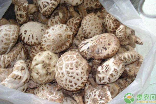 香菇多少钱一斤?2019全国各地香菇收购价格行情