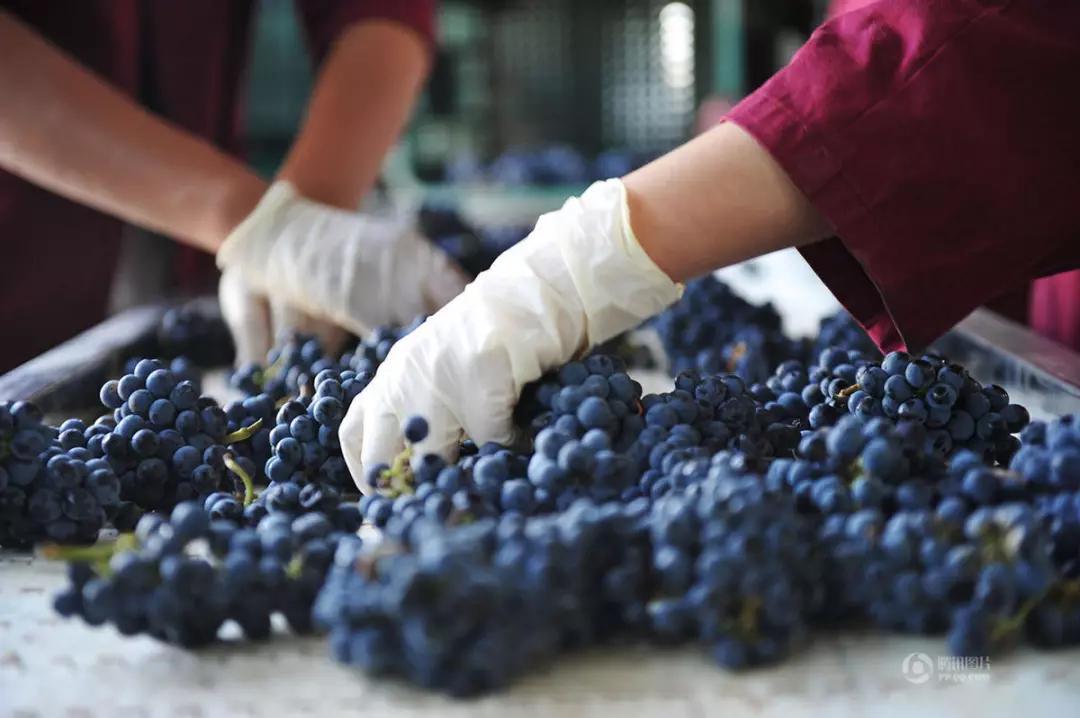 法国干红葡萄酒酿造过程,葡萄酒酿造过程