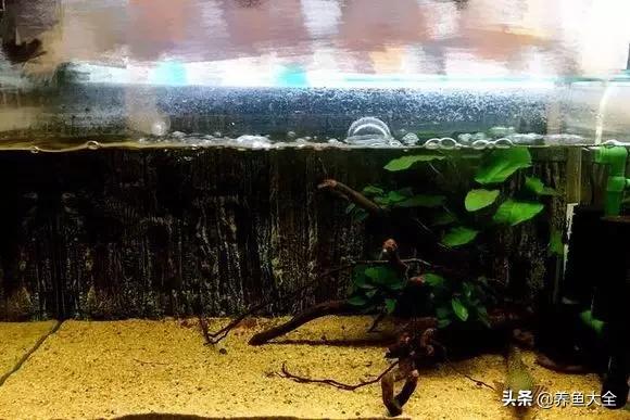 养鱼大神都养什么鱼,鱼缸养鱼都有哪些鱼