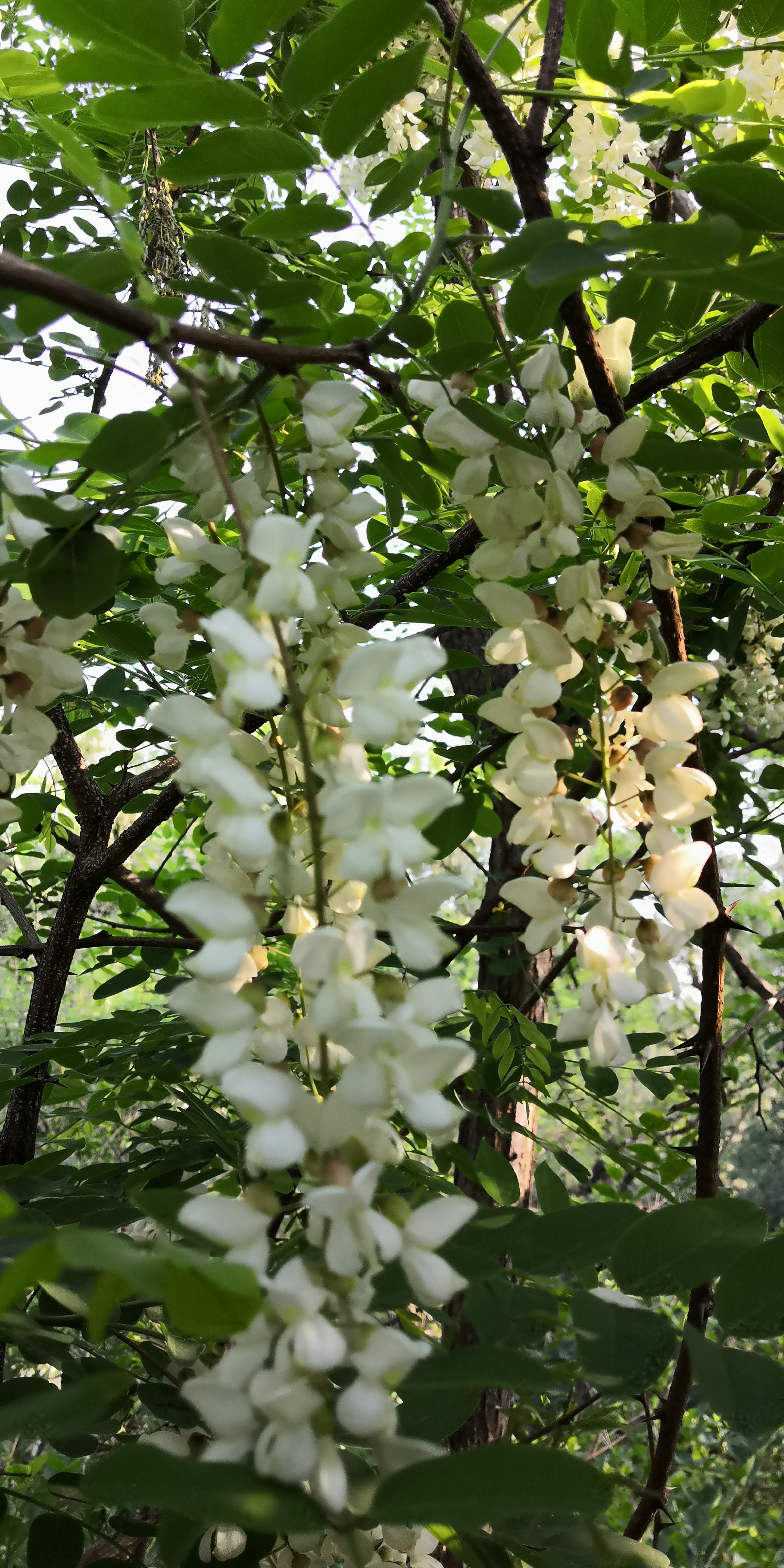 紫槐花最佳吃法,槐花丸子的吃法