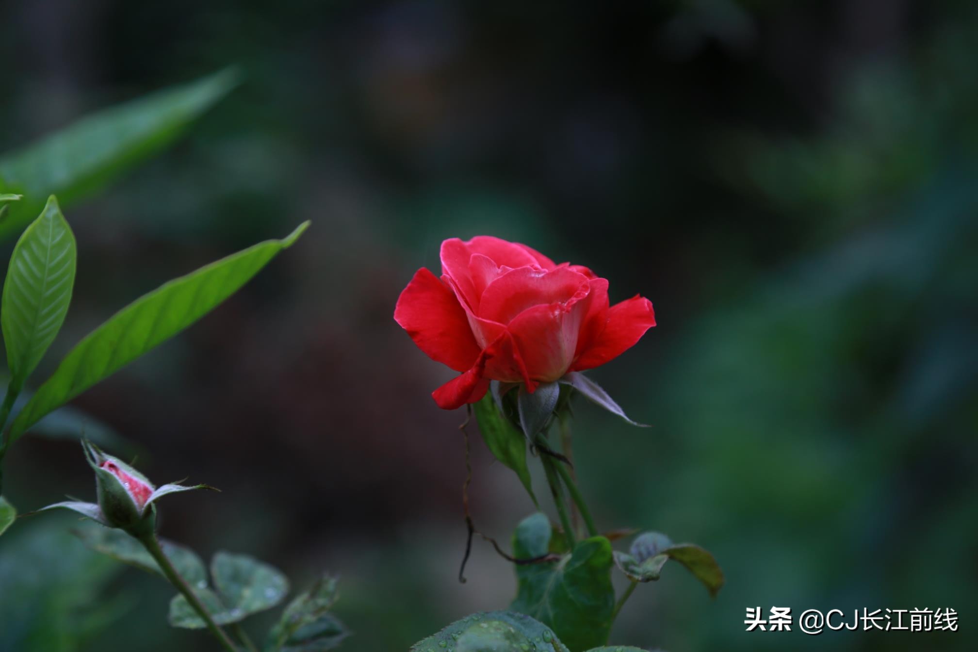 淮滨谷堆杨湾最新消息,淮滨谷堆杨湾风景