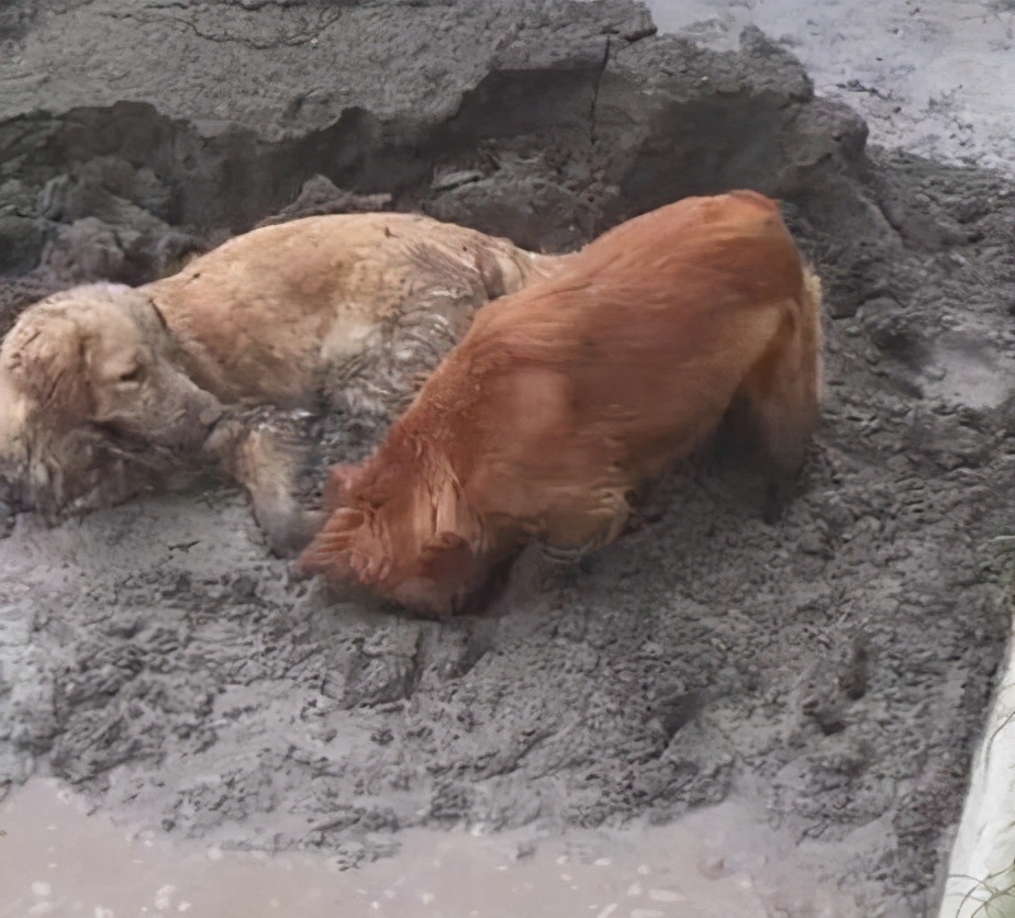 金毛找不到主人了记得说人话,金毛两个多月突然不长了