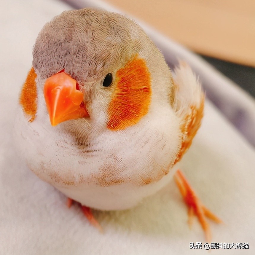 瓒呮不鎰堢殑灏忛笩,瓒呮不鎰堢殑灏忛笩瑙嗛