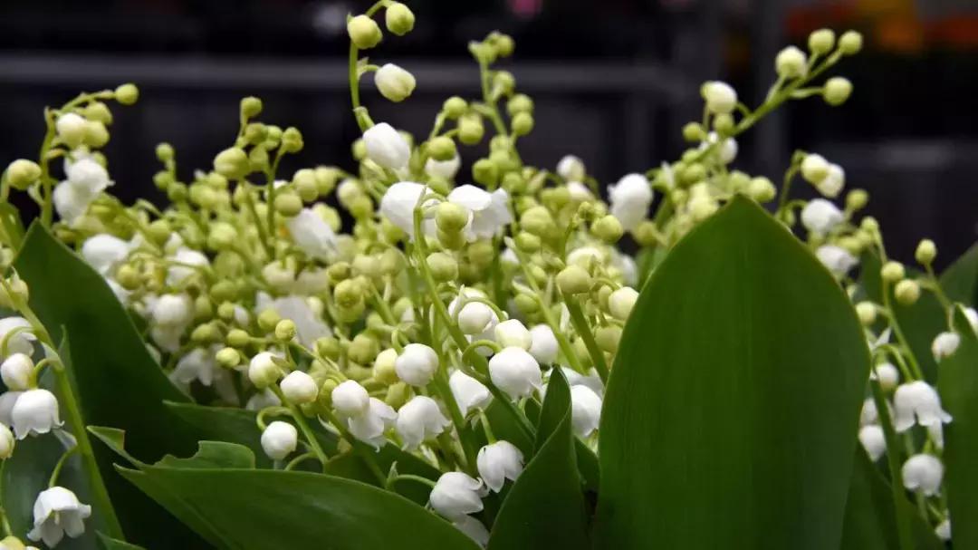 娇兰铃兰香水系列,娇兰铃兰香水哪一年的味道最好闻