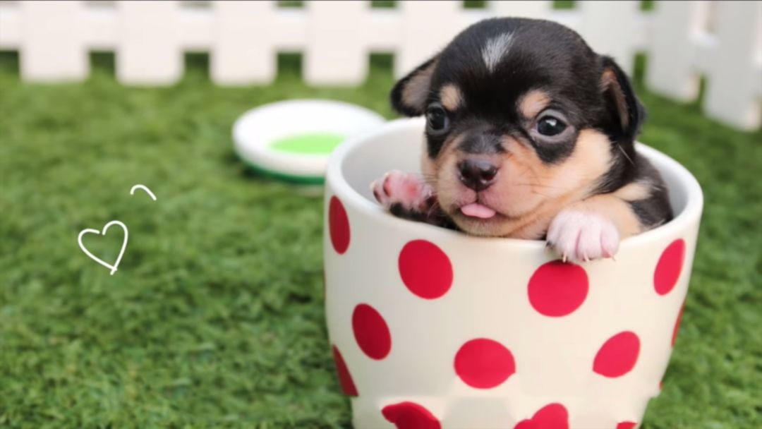 如何使用图片排版,如何编辑好图片