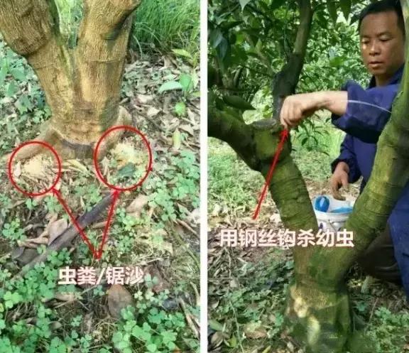 柑橘爆皮虫的防治最佳时期,柑橘天牛钻心虫最佳防治方法