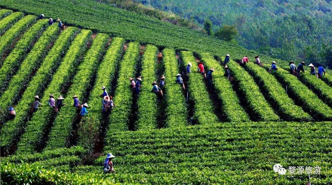 五一去婺源千古茶园,婺源茶文化旅游路线攻略