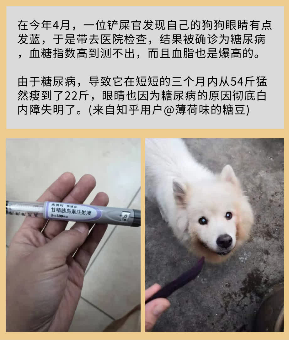 狗狗糖尿病痛苦吗,狗狗糖尿病晚期会不会很痛苦