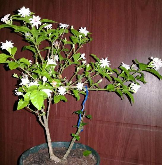 茉莉花换盆后出现僵苗怎么处理,茉莉花僵苗怎样解决