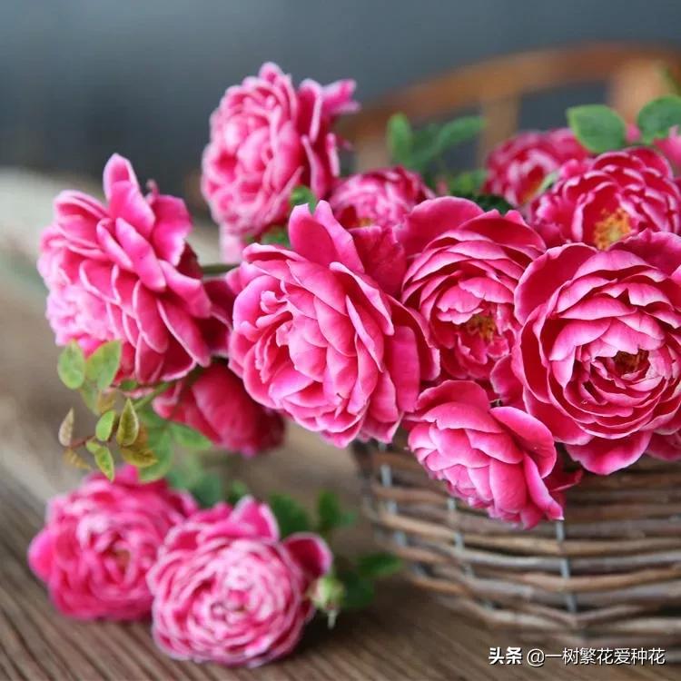 月季日本玛丽如何冬剪,日本玛丽月季的养殖方法