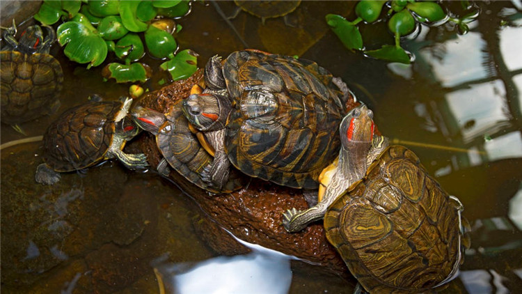 天气冷乌龟不吃食,乌龟冬天不吃食怎么办