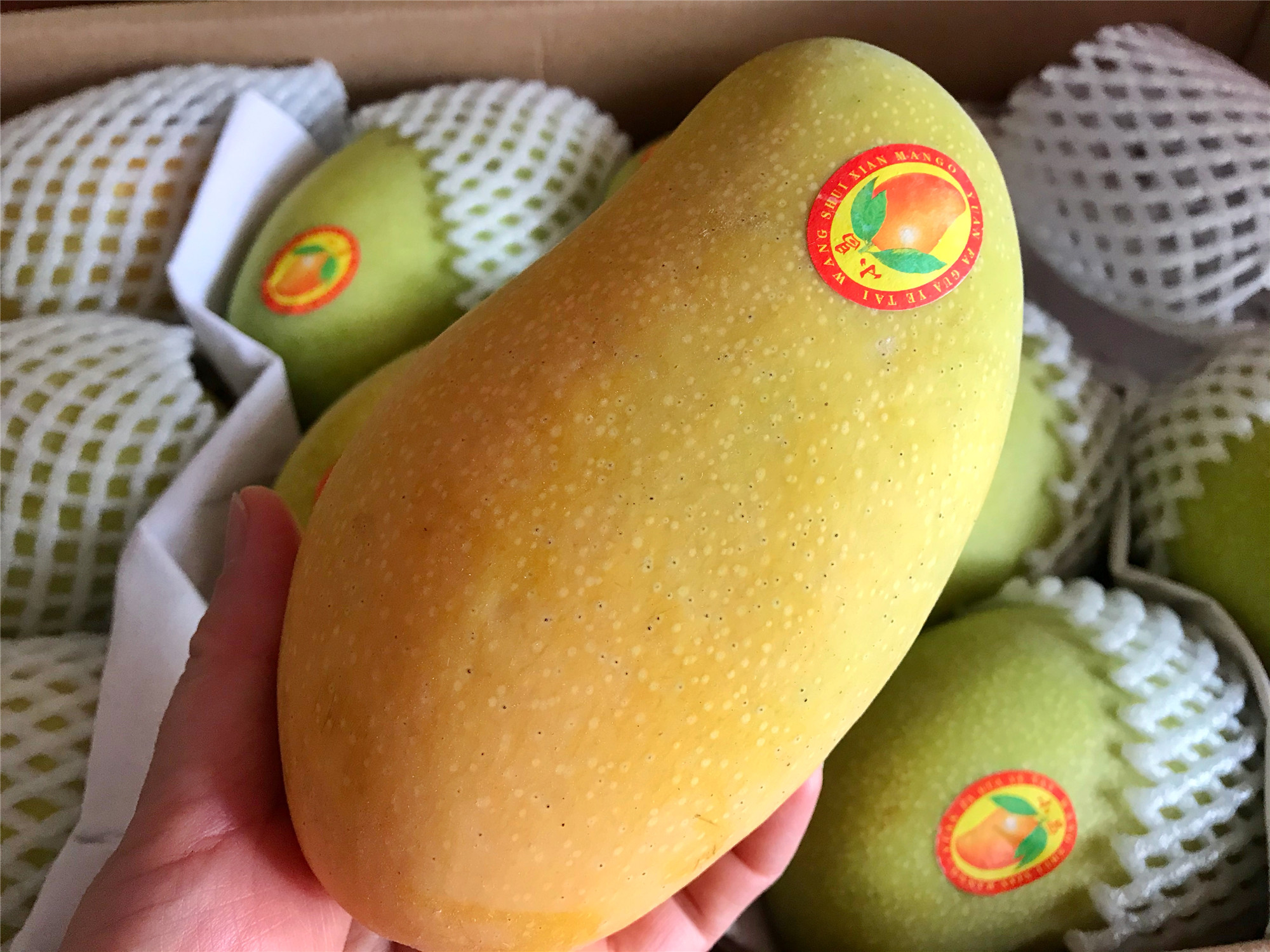 芒果挑选小指南,芒果要如何挑选