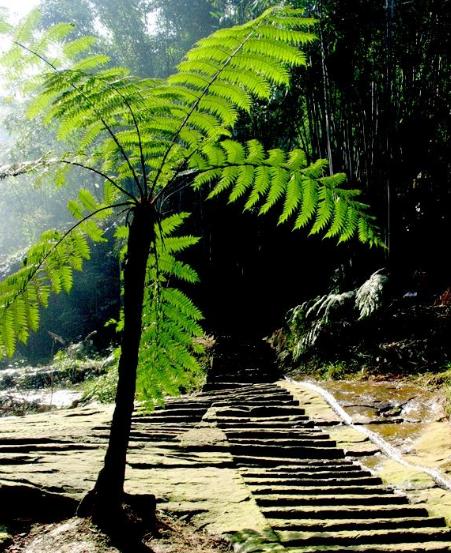 开山捡回一根“蛇纹木”，埋到老家菜地中，一查才知是珍贵龙骨风