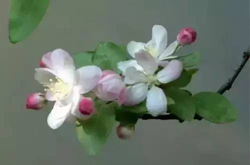 全国56个城市的市花,全国56个城市市花一览