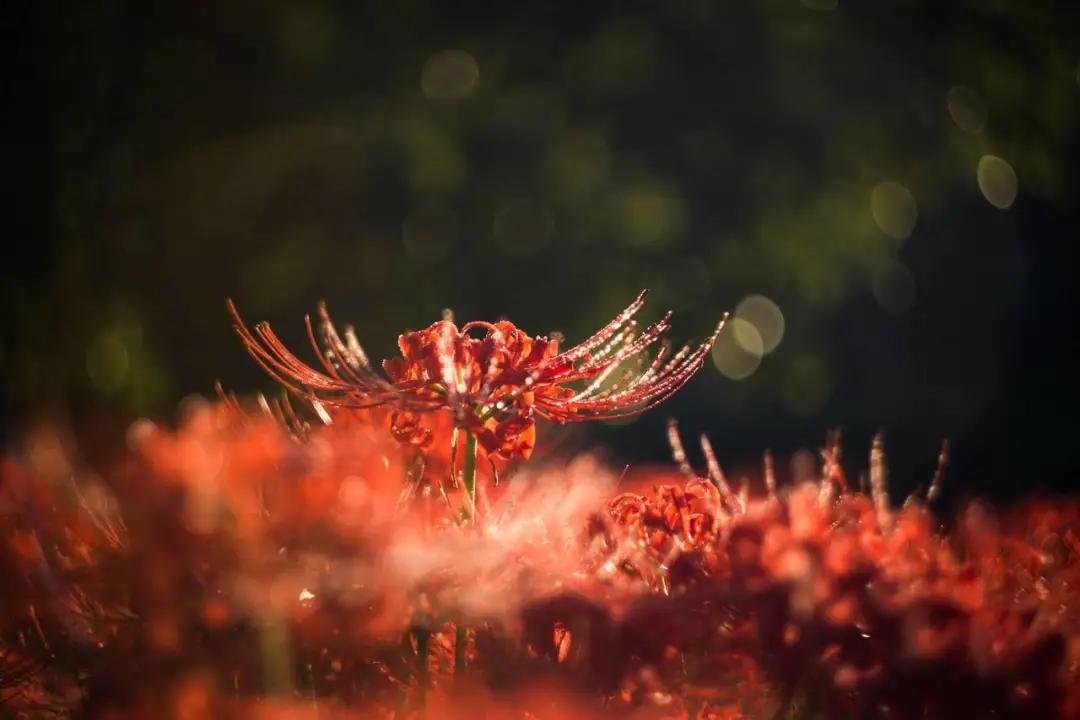 泡了杯花茶精神病发作了，小心这几类毒花