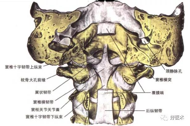 90条韧带的精细解剖、起止点及分布走形，收藏走起