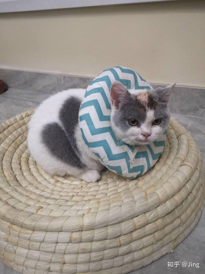 猫癣护理,幼猫猫癣最快治愈方法