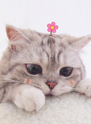 怎样预防猫的尿路结石,猫尿结石怎么治