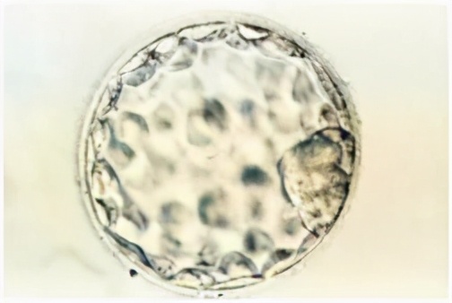 雄风再起全部视频,雄风再起完整版原唱