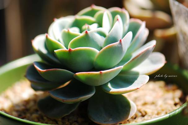 50种常见花卉浇水技巧,50种花卉种植技巧