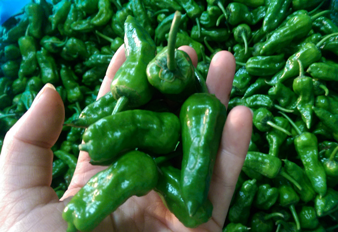 辣椒根腐病的发病症状、发病规律及防治措施