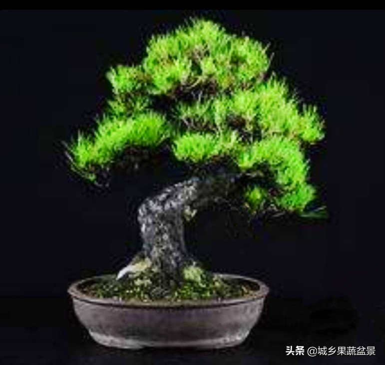 小黑松盆景的造型,黑松盆景各种造型名称及图片