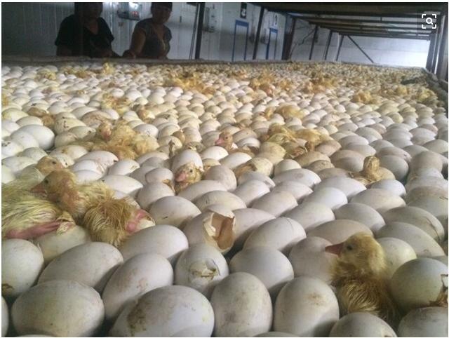 小鹅苗受凉了怎么处理,小鹅苗进家怎么办