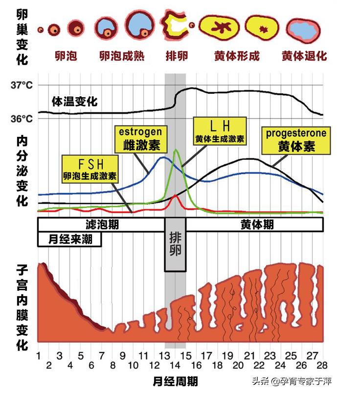 于萍:多囊卵巢综合征怎么治?看看这2个病例就知道了