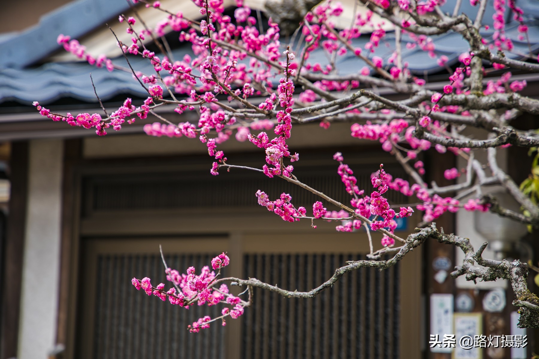 2020日本赏樱花路线,赏樱季去日本看全球最美樱花