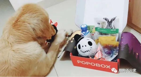 狗狗爱吃纸的原因及解决方法,狗狗爱吃纸壳怎么回事