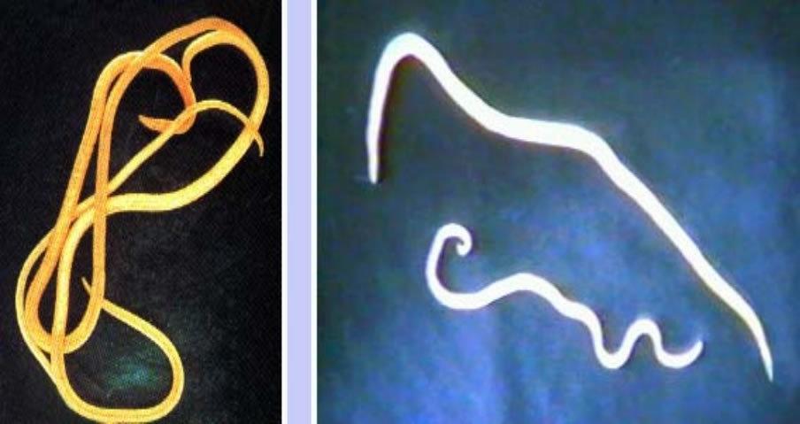 狗狗体内外寄生虫有哪些?看完这篇再也不用为这事儿发愁了