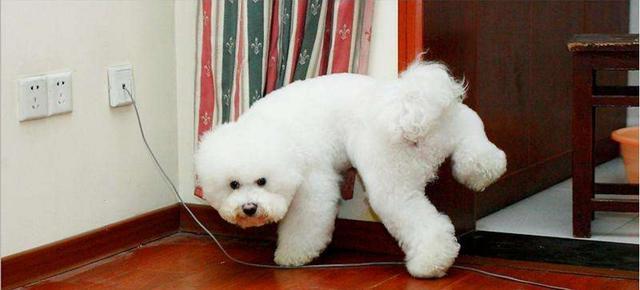 比熊这五种表现主人要注意了,狗狗比熊认可你的5个征兆