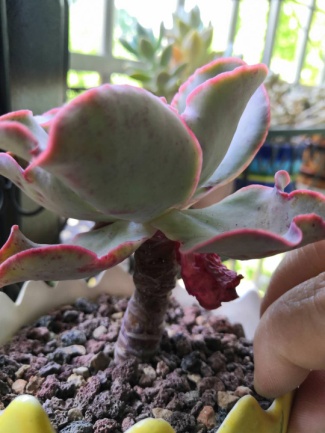 从鼻屎苗到老桩，时光里的蜕变