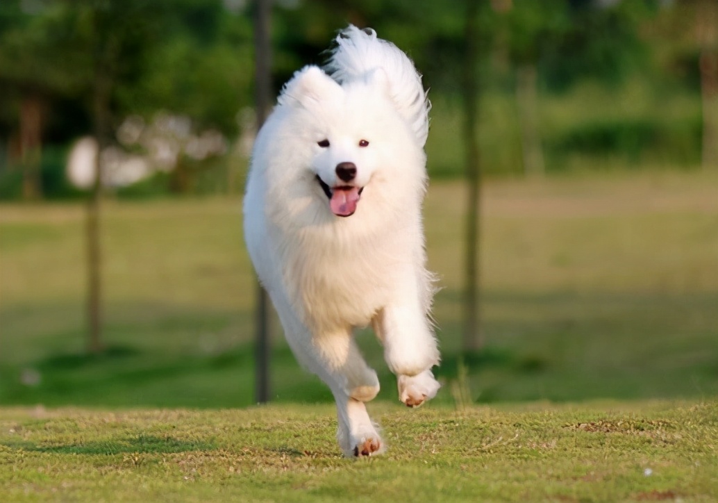 公认最好养的5种狗,目前最受欢迎的狗是什么狗