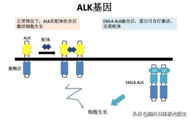 肺腺癌患者基因突变种类,肺粘液腺癌一般都是kras突变么