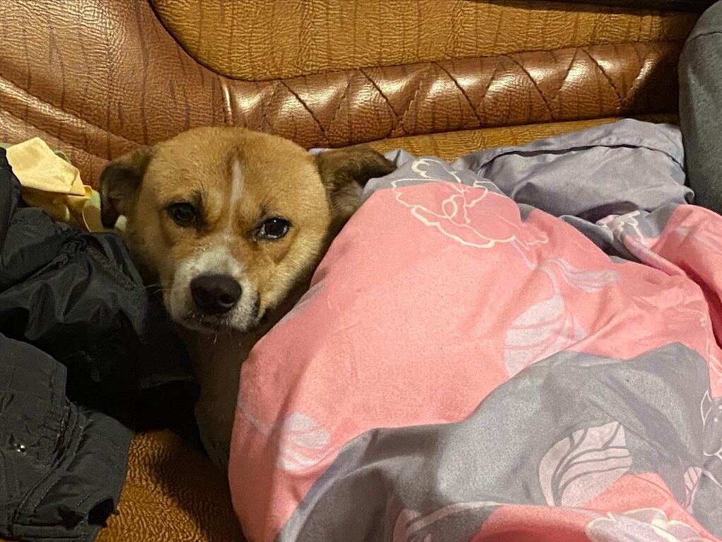 狗狗有哪些表现说明被你养熟了,狗狗有这些现象是把你当父母了