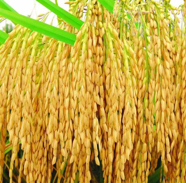 水稻肥过量补救方法,水稻施肥过量有药物解救