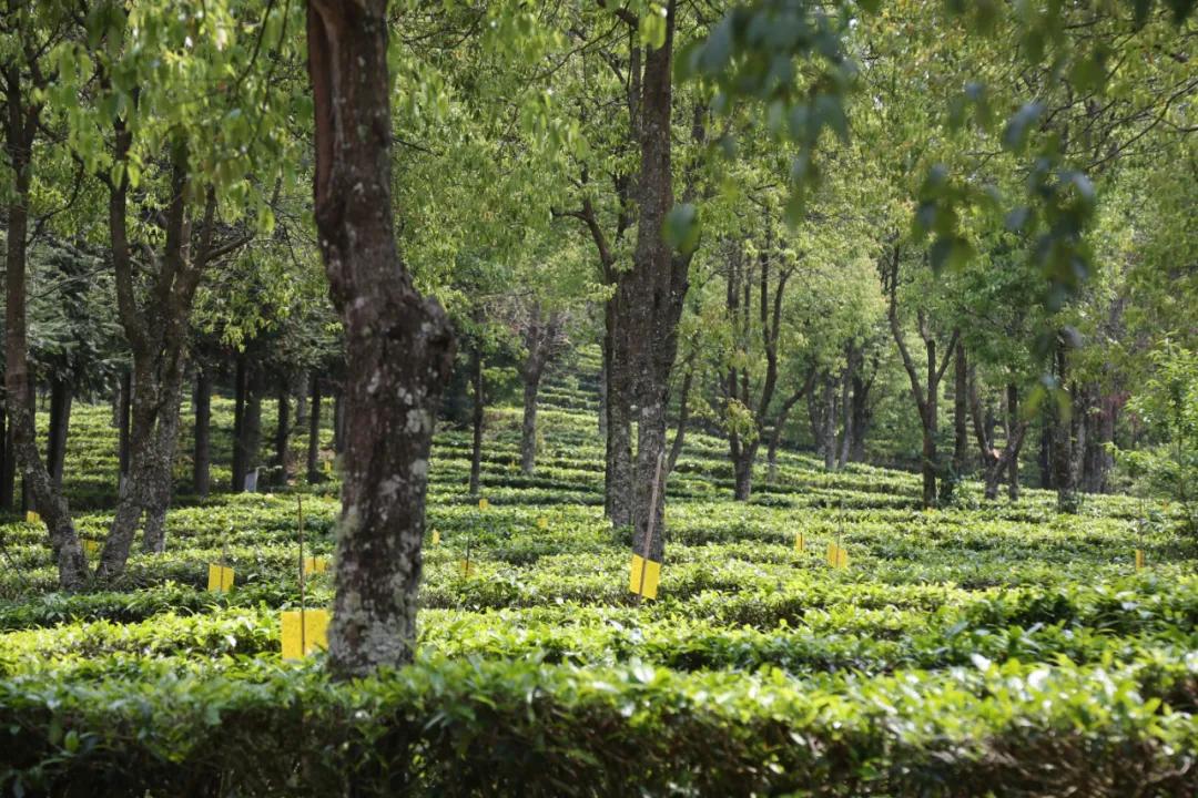 庆沣祥七彩云南普洱,庆沣祥七彩云南名门普洱