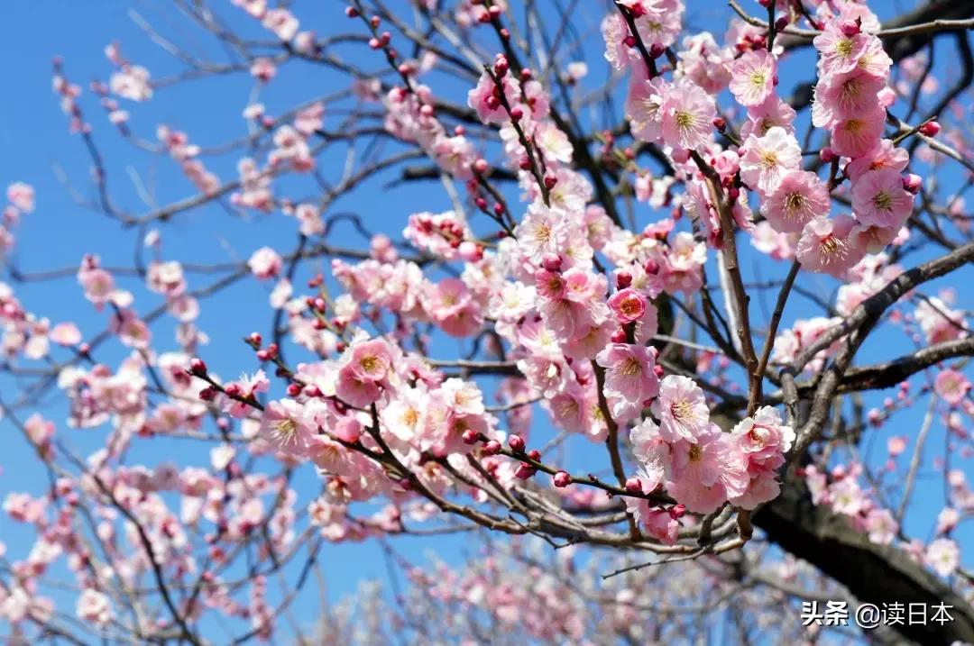 日本茨城连续7年被评魅力最低,可看了真实的她之后,我被美哭了